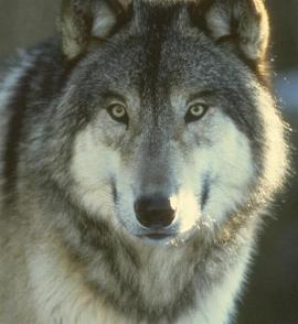 lobo[1].jpg